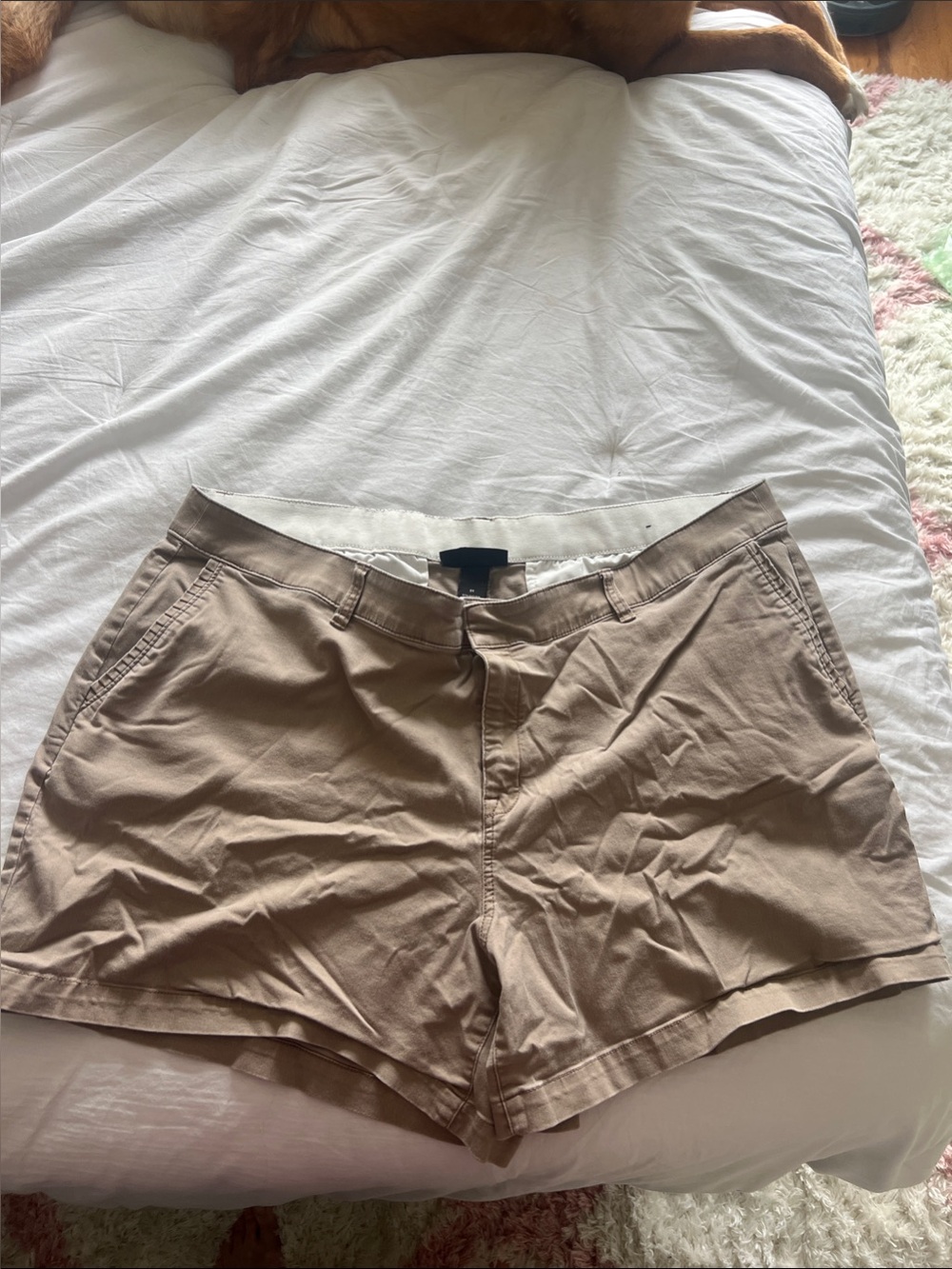 Lane Bryant Khaki/Tan Bermuda Shorts